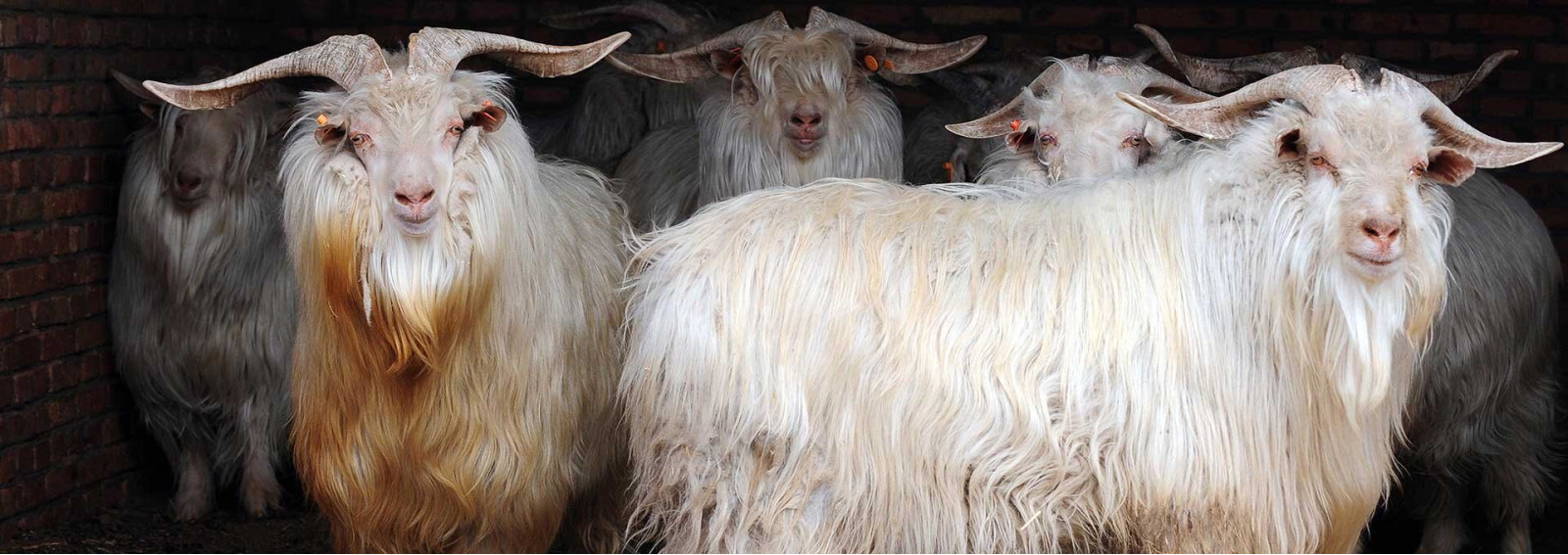 Merino, cashmere or pure new wool? The differences explained